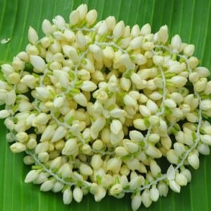 Coconut Leaves